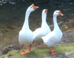 3 ducks creekside